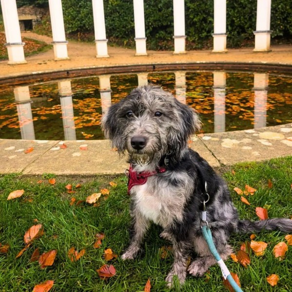 dogs can bring their human to the Garden for FREE